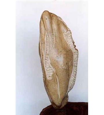 Venere